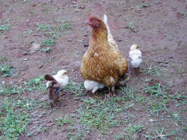 Hen and Chicks (Photo: Njei M.T.)